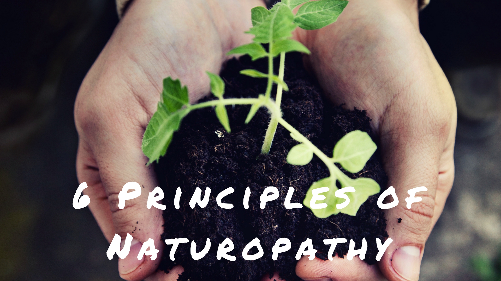 The Naturopathic Principles