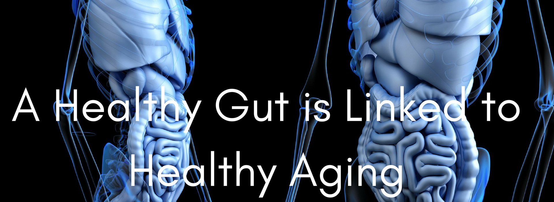 healthy gut and healthy aging