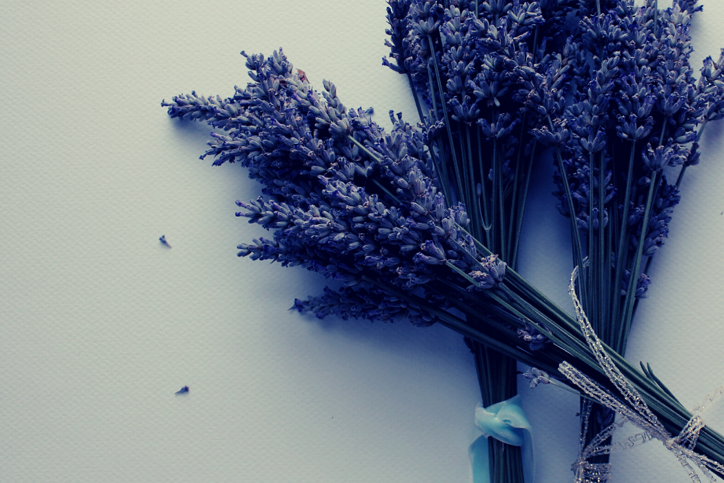 5 Calming Herbs To Help With Insomnia and Sleep